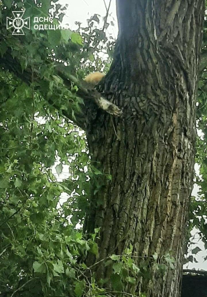 4295 image for slide