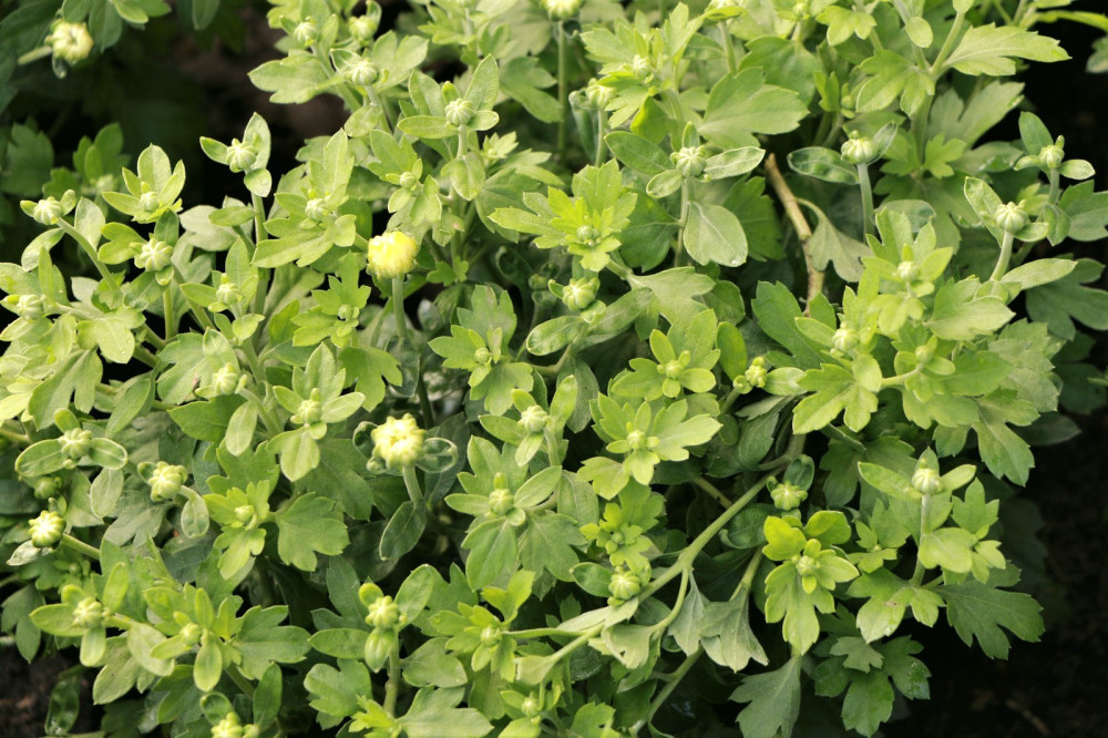 6535 image for slide